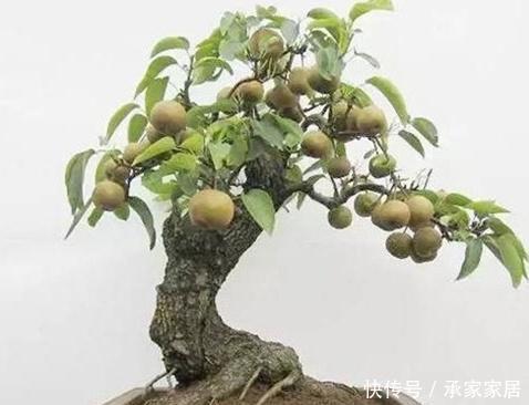  『梨树盆景』果林“白捡”1根梨树桩，养上3年大变样，开花美、坐果多，真是值