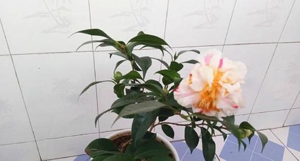  『夏季』希望自家的花草枝叶繁茂、开花旺？夏季勤修剪，3种植物砰砰开花