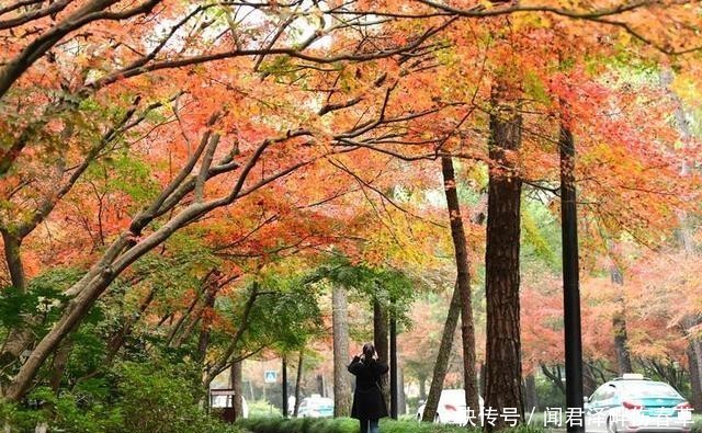 杭州:灵隐路一路飘红 赏红叶已入佳境