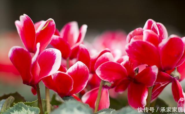  会进入半休眠|家里养了这“5种”花的，夏天要少浇水，不然一周内必挂