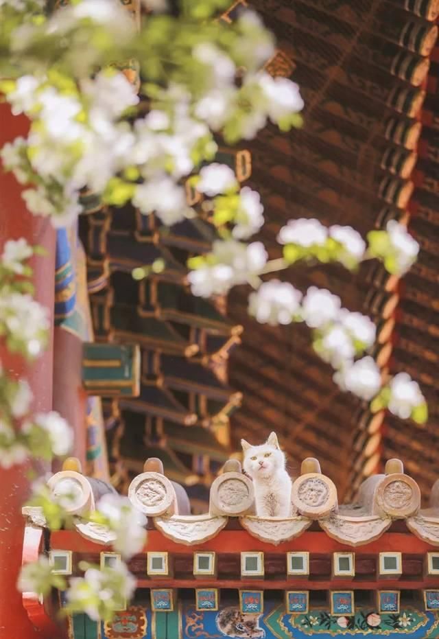 一年 30 多趟故宫，只为拍摄超赞「故宫猫咪图籍」！