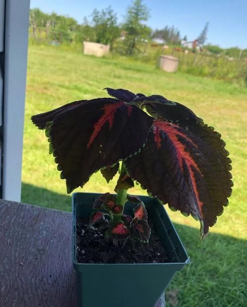  观叶■彩叶草叶子斑斓，没想到花朵还挺好看，这观叶植物美不可方物