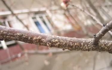  『李有虫』三华李有虫喷什么农药？