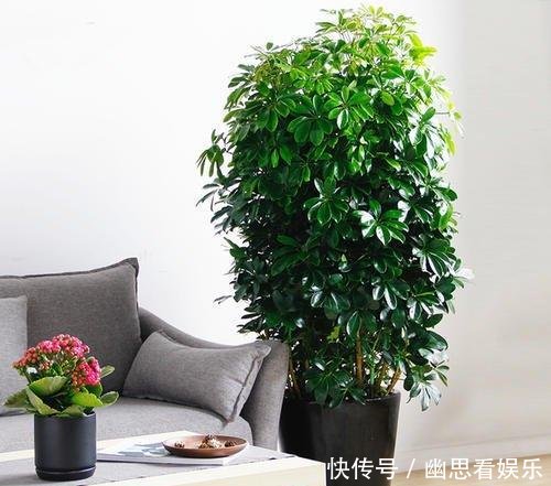  「常给叶片喷」客厅养花，选这几种的都是聪明人，时尚大气，旺人又聚财
