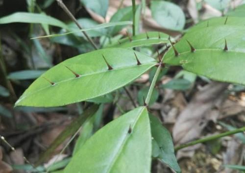  「盆栽」叶片有刺的“野草”，被称为“两面针”，植株顽强，能挖来当盆栽
