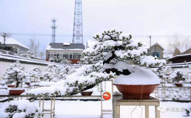 一组盆景作品欣赏，雪中赏盆景，别具一番风韵！