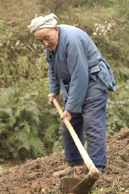 种地的农民越来越少了，中国粮食还够吃吗？