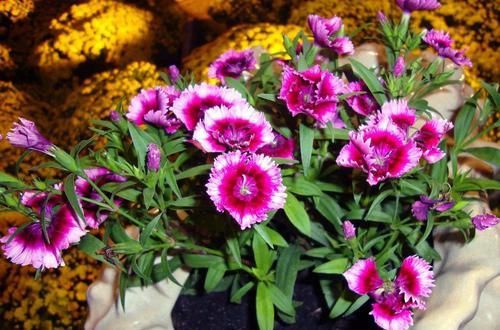 「种子」1种花别错过,盆中撒点“种子”,出芽快,一年四季花开不断!