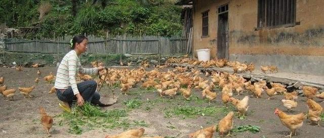  可行：“上面养鸡，下面养鱼”，鸡鱼共养的养殖模式可行吗？看完有数了