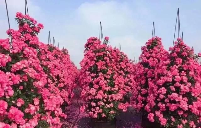 「体温检测」第四届〈花乡玫瑰〉艺术节!门票无限量免费送!