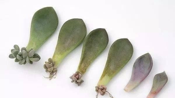  【植物】用叶子来繁殖多肉植物，不小心碰掉的叶子，不要当垃圾丢了