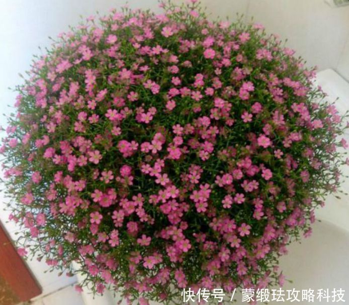  懒人@懒人就养“4种花”，给点阳光就灿烂，花开一茬接一茬！