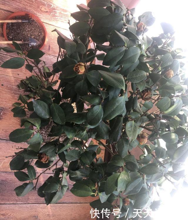  『盆土』茶花搬到室内就掉叶枯花苞？盆土浇不透水是祸端，要选对浇水方法