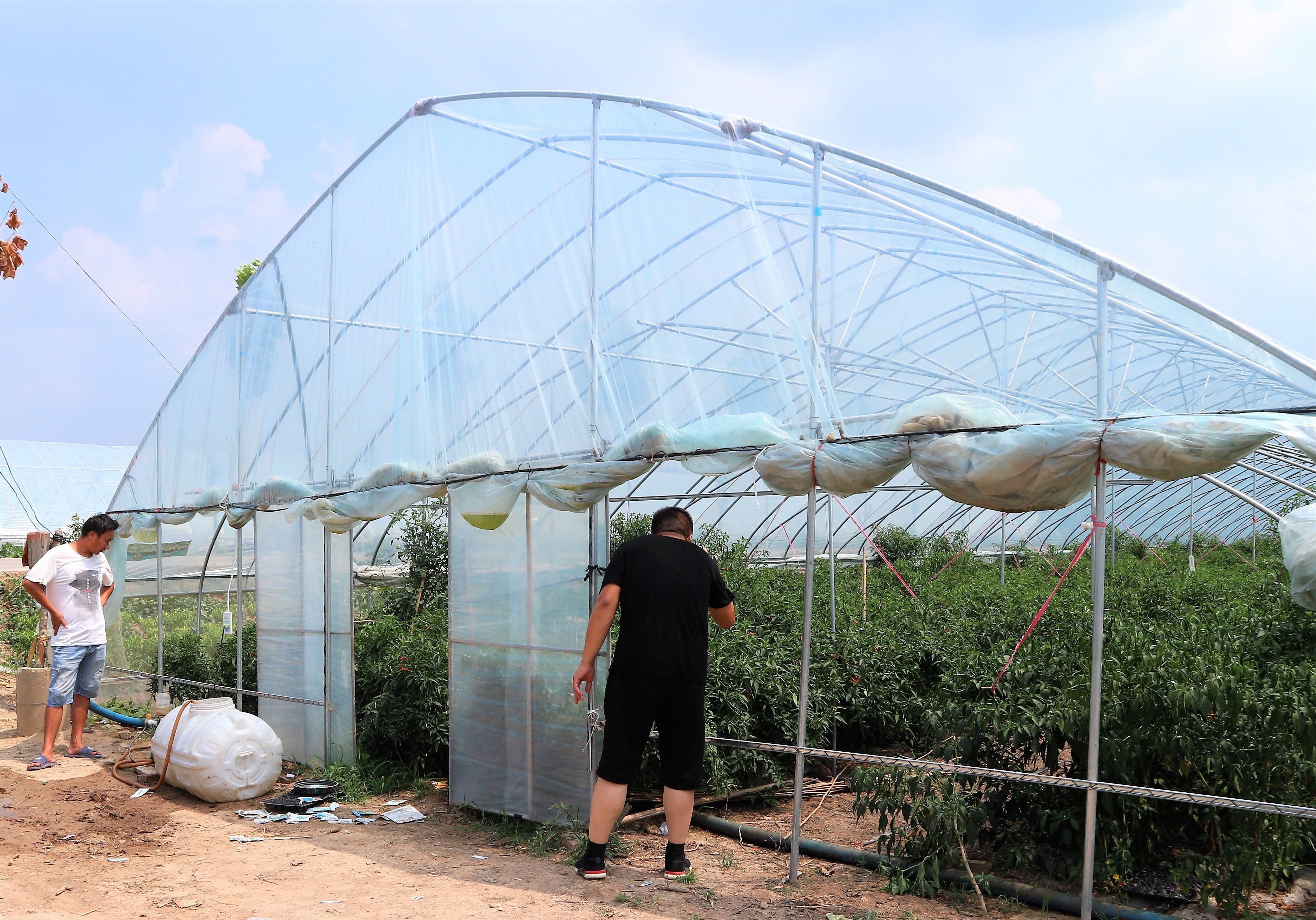 农民种植一种辣椒，3亩净赚60000元，被当地农民称为“摇钱树”