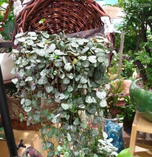  「技巧」阳台养花有技巧，这样搭配种植，四季有花赏，开成小花园