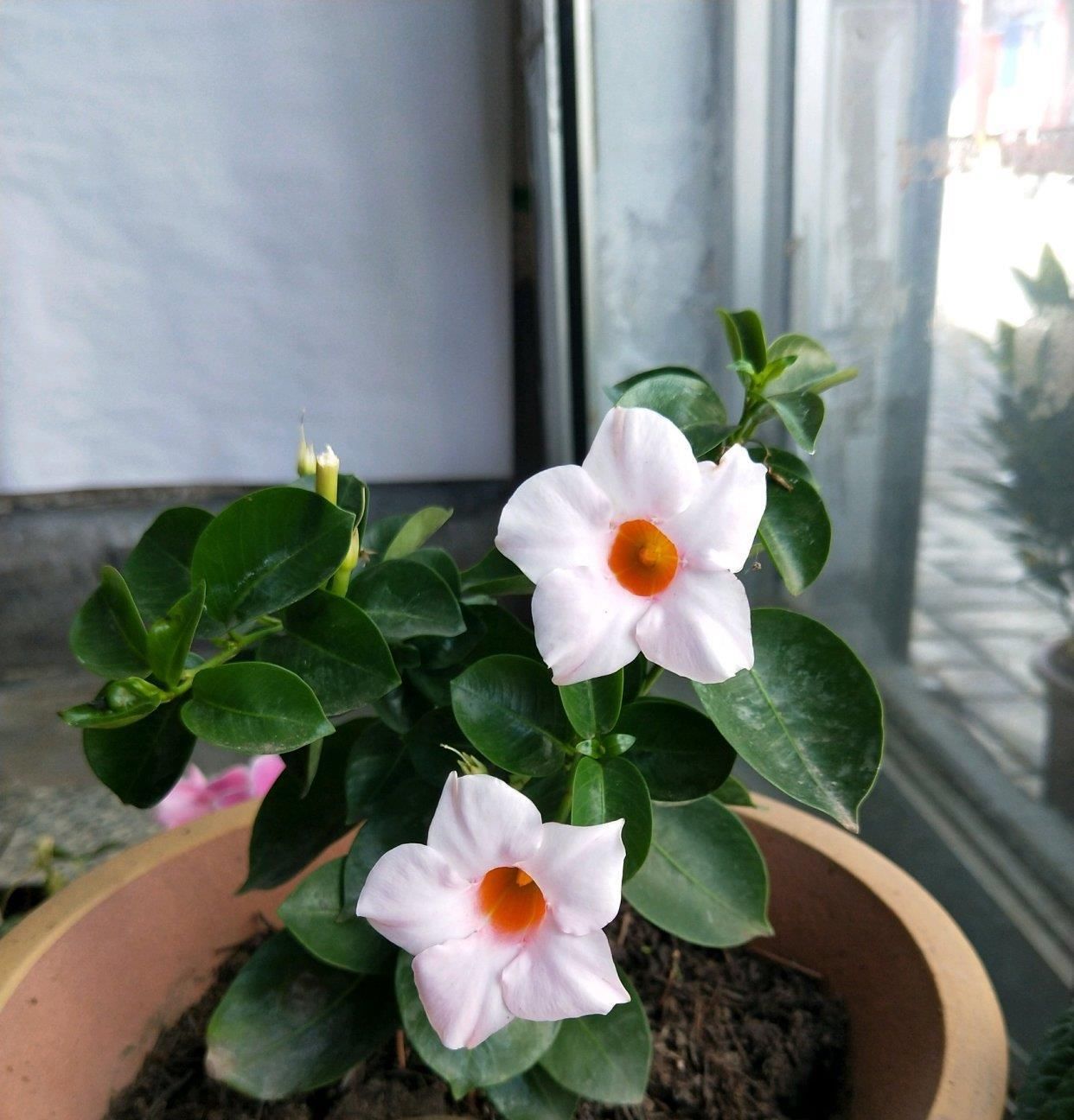  #红蝉花#打造阳台花园，这种花不能少，花量繁多，四季花开，好看又好养