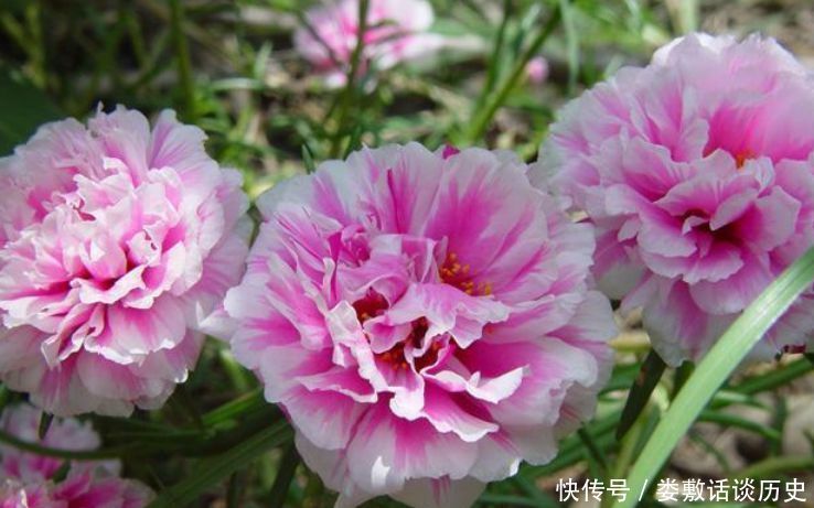 随便■春天“4种花”随便养,长得快开花多,阳台养成“小花园”!