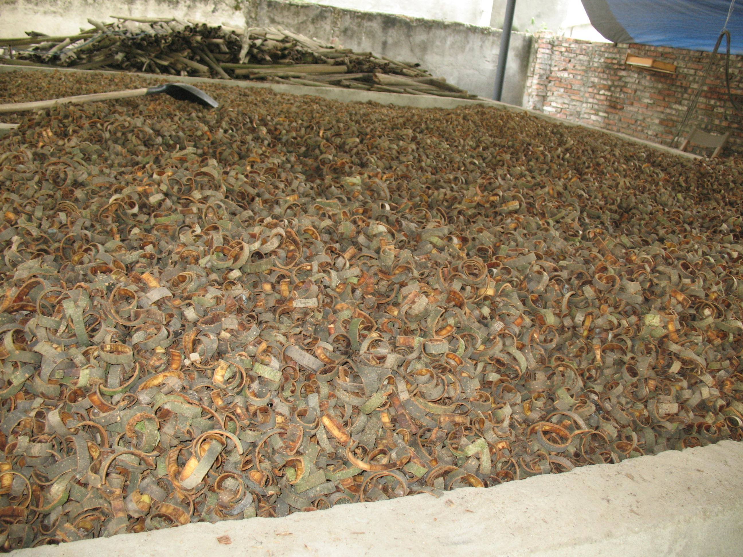  【厚朴】四川一种“特产树”，20年才能剥皮，树皮晒干卖4元一斤