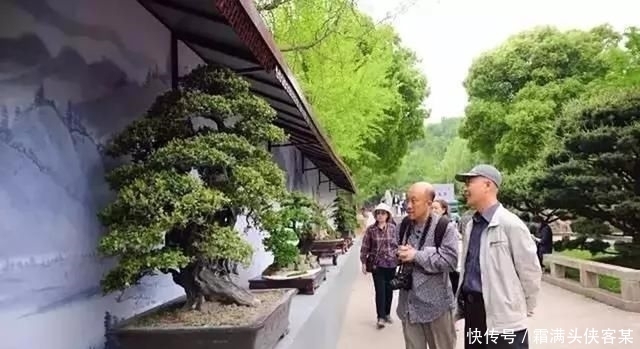  [栽种盆景]玩盆景，已成为当下追求高品质生活的一股潮流