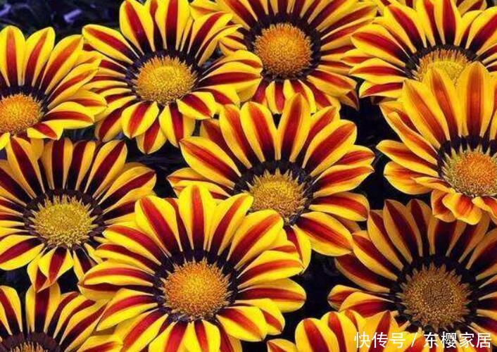  『好看』1种花，花朵奇特，养一盆太好看，新手不要错过哦！