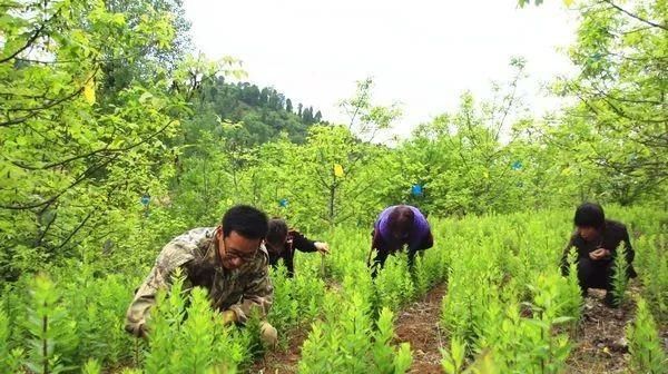  『发展种植业』2020年，农民种植的4个新风向，低成本风险低收益高，大家可参考