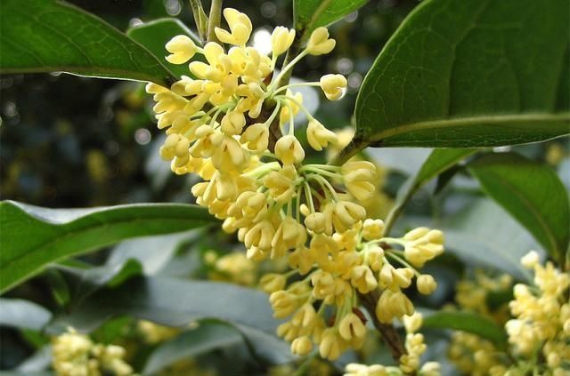  「牡丹」这15种自带“好运”的花，素来招人爱惜，别样雅称更是吸引人