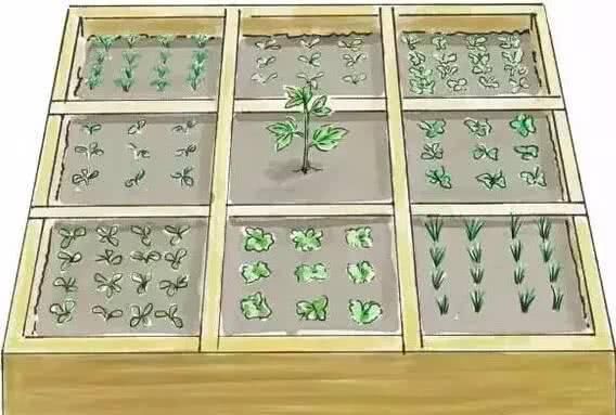  『蔬菜种植』养花种树，也栽菜！
