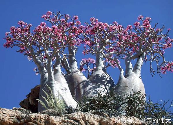 地球上最像外星世界的地方,这里的动植物仿佛来自火星!