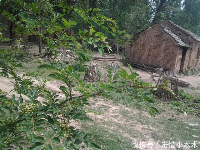 农村一种树枝干比果实更值钱，一根枝干300元，农村却当柴烧！