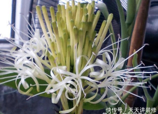  『寓意』3种植物能开花，平常很少见，寓意“阖家幸福”，能见到是幸运