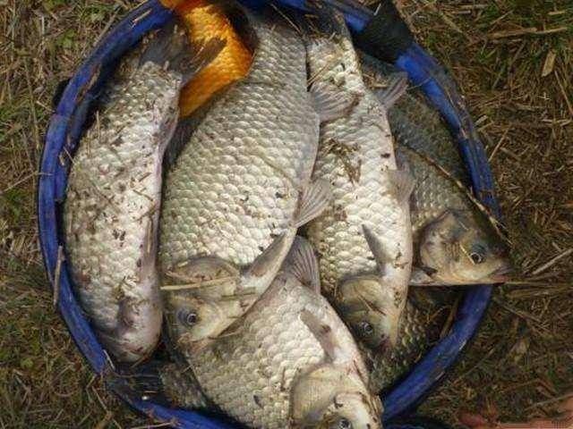  [鱼率]野钓鲫鱼，口碎且杂，刺鱼率极低，可以从这几个角度分析一下原因