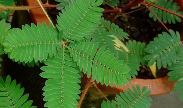  【美丽的花】在家里养的含羞草会开花吗？注意养护的事项，你就可以做到