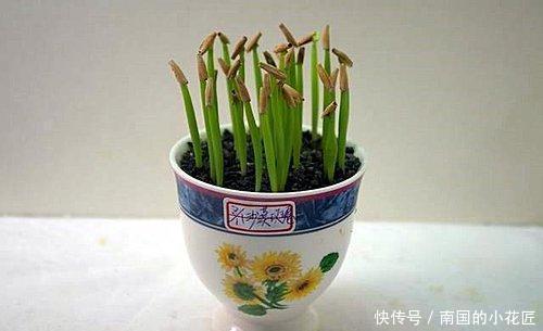生存|沙漠也有花开,家养一盆沙漠盆景,看沙漠风情