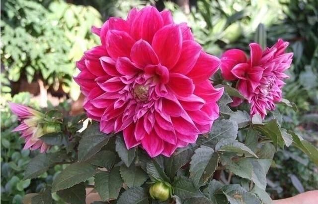  「随便」这“5种花”随便买，叶片绿、开花艳，越养越喜欢