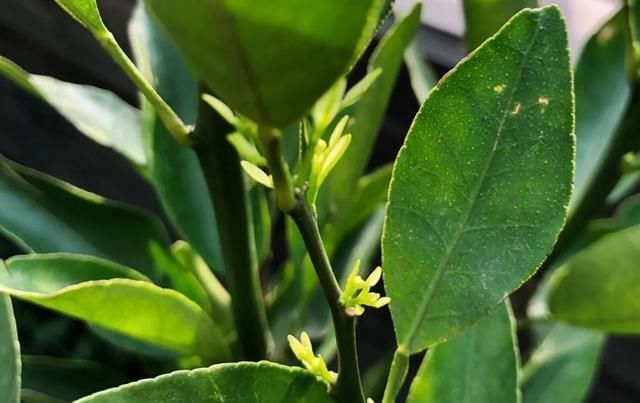  [家里]三月, 家里的植物