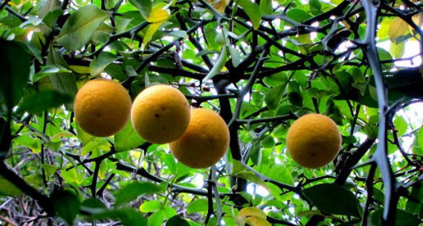  不知@农村一种树，浑身是刺，价值珍贵，却不知是名贵的“雀不站