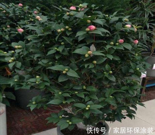  品种|家中养好茶花，先从这几个细节做起，长势旺盛，开花美艳