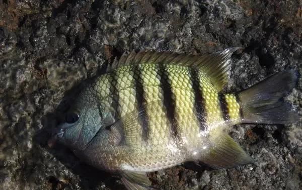  「东山叫红」46种海钓常见的鲷类鱼，最后一种高价的鱼原来也是鲷鱼，才知道