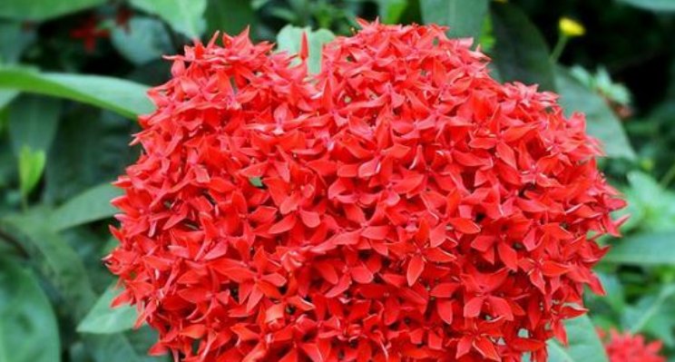  「家里」4种花被称为“开花小能手”，家里养两盆，四季开花不断，超美！