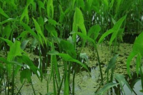 农村水沟旁常长一野菜，不仅能吃还能入药，市场上一斤能卖20元