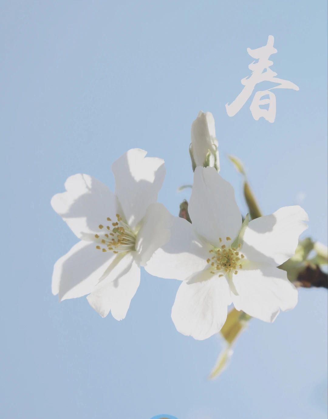  『预约』滨海新区的春天，不需要预约