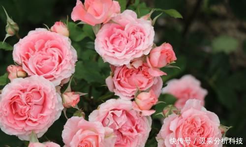 『香浓』此花号称开花机器,花大香浓,多季节开花,值得拥有!