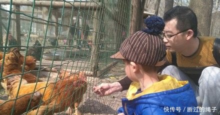 小伙儿养鸡，养而不卖，每个鸡都有名字，年收入超60万
