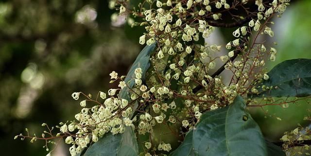  「种植物」苹婆介绍！岭南风物的盆栽！