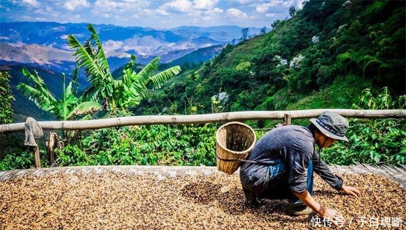  砍树■加工后卖高价，农民种植一斤5元，有人已经砍树，又是种植