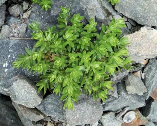 狗牙:1种多肉植物,人称“狗牙瓣”,常生长在河边,挖回家养,漂亮!