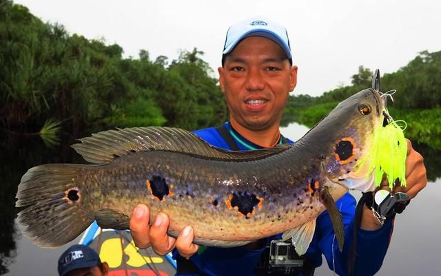 中国路亚钓鱼人远征苏门答腊，前去消灭泛滥成灾的金线多曼鱼