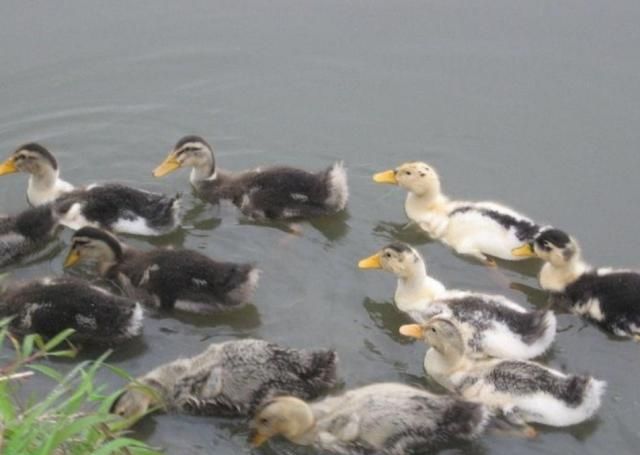  利润：养500只鸭子利润高达2万块，成活率95%，原来是这样养殖的