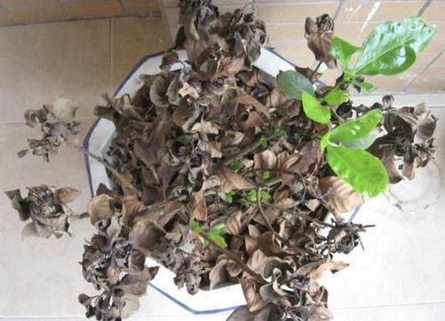 [栀子花]家里养的栀子花，开始枯萎、掉花苞，离不开“4个问题”，别忽视