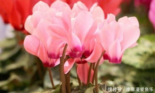  『浇水』这3种花，天热不能乱浇水，否则很容易浇死